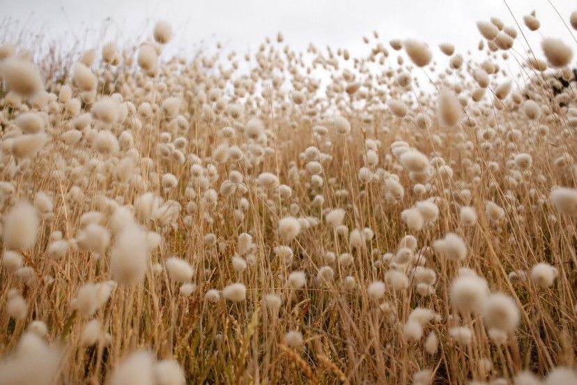 What makes our organic cotton bedding sustainable? What makes our organic cotton bedding sustainable?